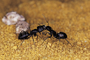 Ant, Ant Control in Stanwood, WA
