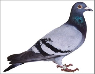Pigeon, Bird Control in Stanwood, WA